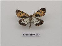 藏品(尺蛾103)的圖片